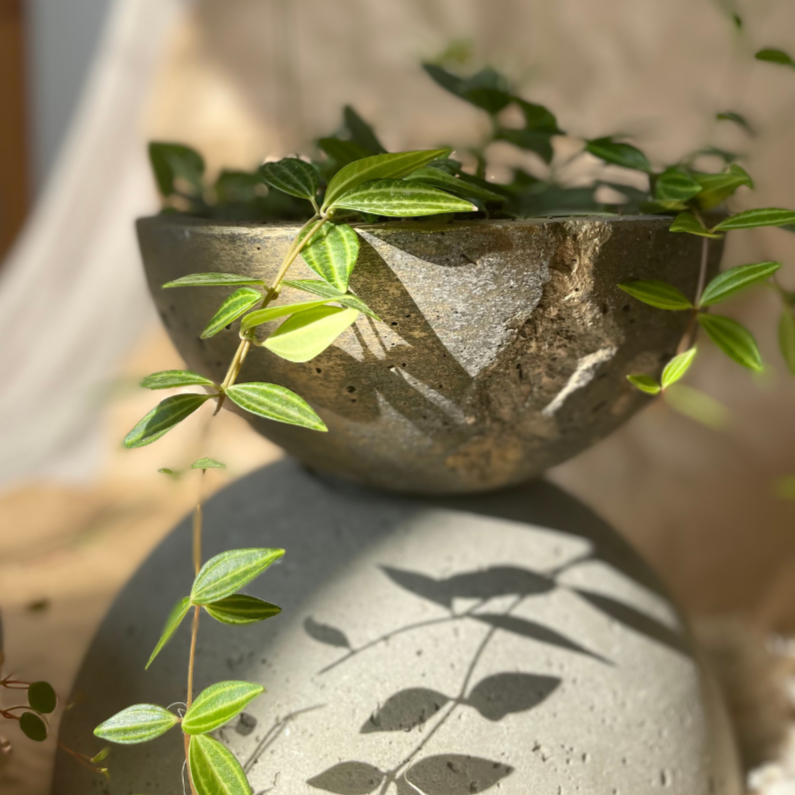 Macetero Resilencia I Casa Soyer