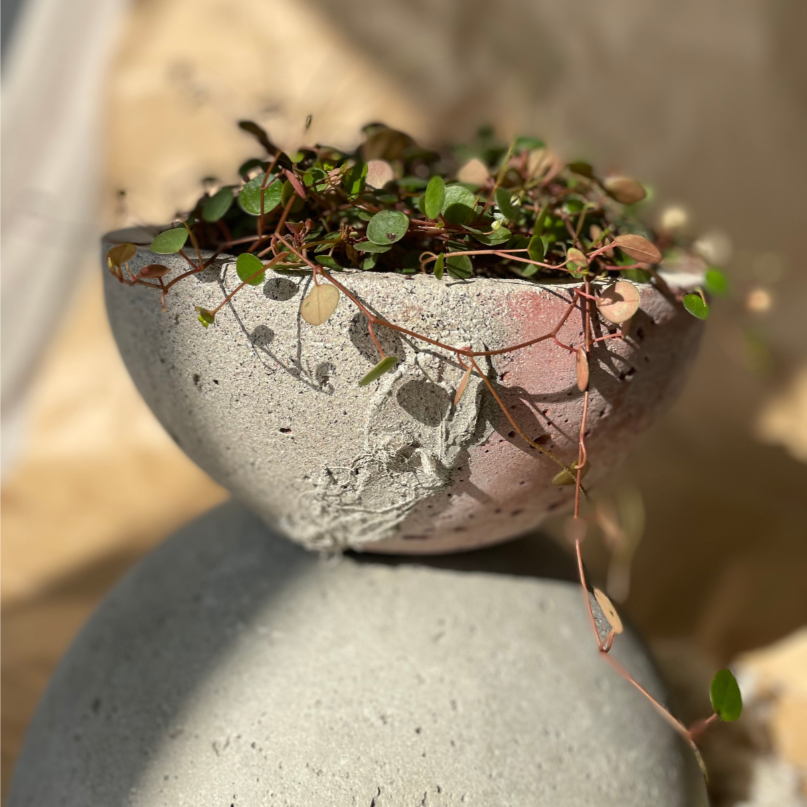 Macetero Movimiento Casa Soyer