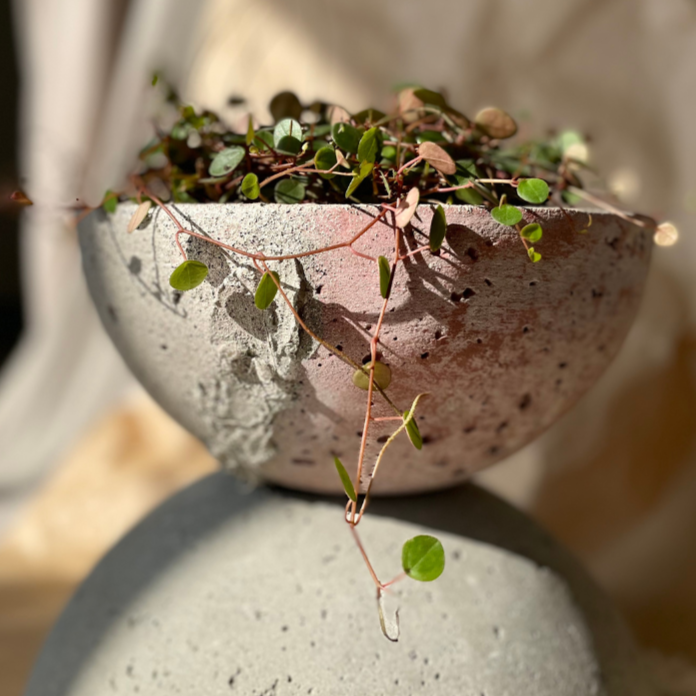 Macetero Movimiento Casa Soyer