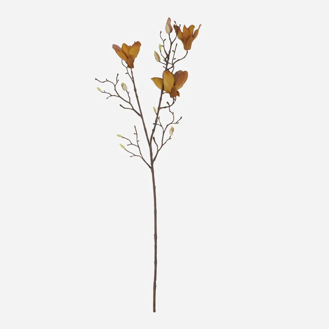 FLORES MAGNOLIA Casa Soyer