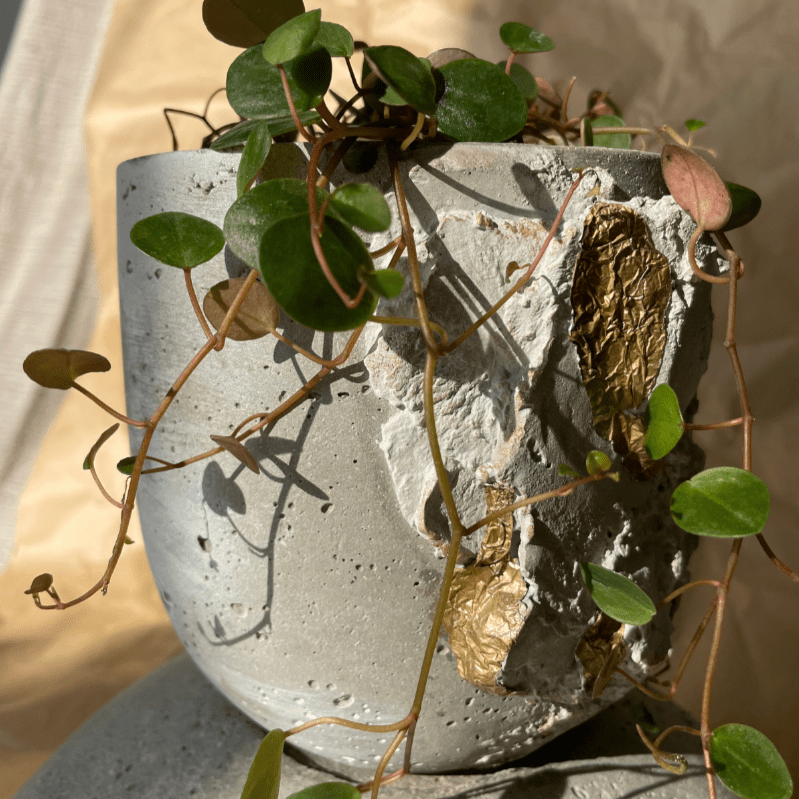 Macetero Resilencia II - CasaSoyer