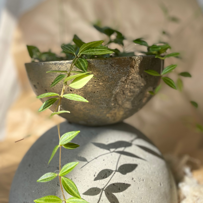 Macetero Resilencia I Casa Soyer