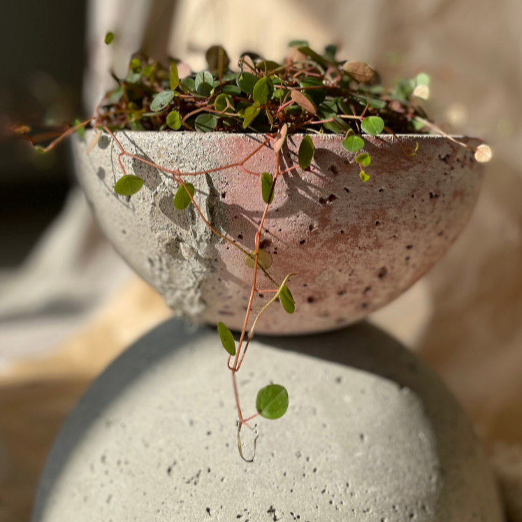 Macetero Movimiento Casa Soyer