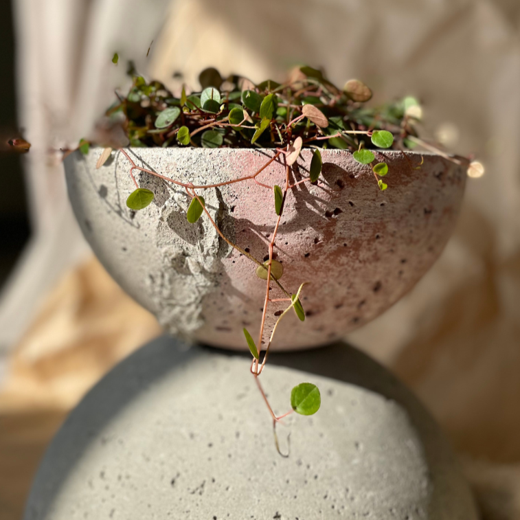 Macetero Movimiento Casa Soyer