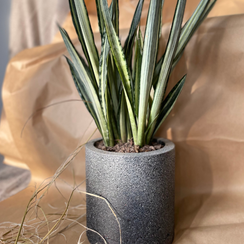 Macetero Simplicidad Casa Soyer