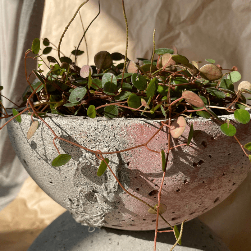 Macetero Movimiento - CasaSoyer