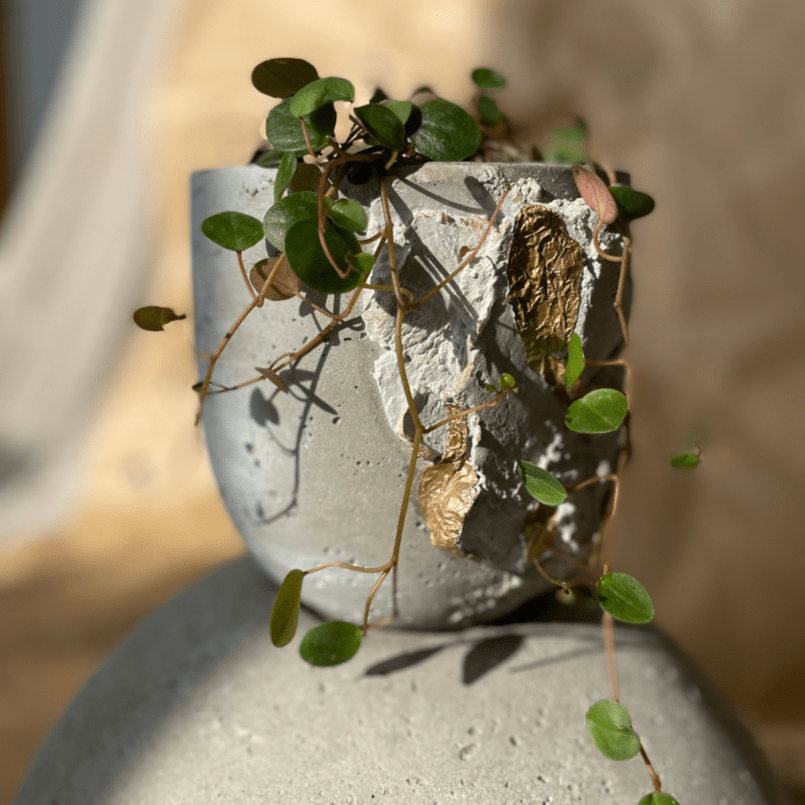 Macetero Resilencia II - CasaSoyer