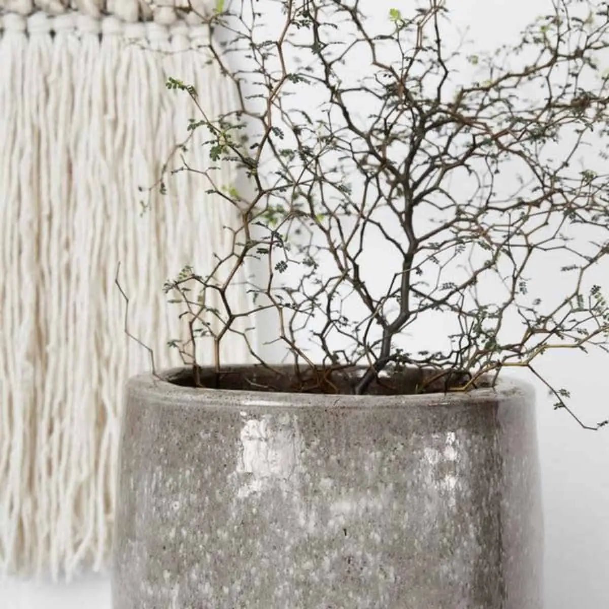 Planter Earth - CasaSoyer